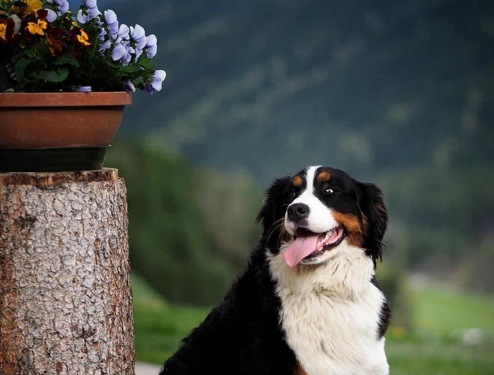 Haus Waldruhe Apartment San Candido Exterior foto
